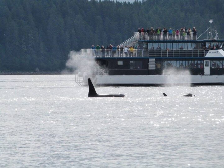Orcas near whale-watching boat